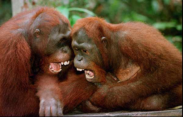 [orangutanes-de-sumatra-y-borneo.jpg]