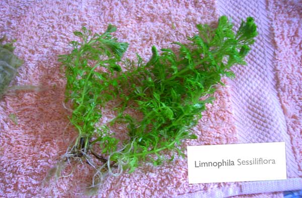Limnophila Sessiliflora