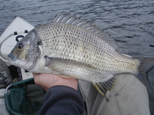 Bream Rig