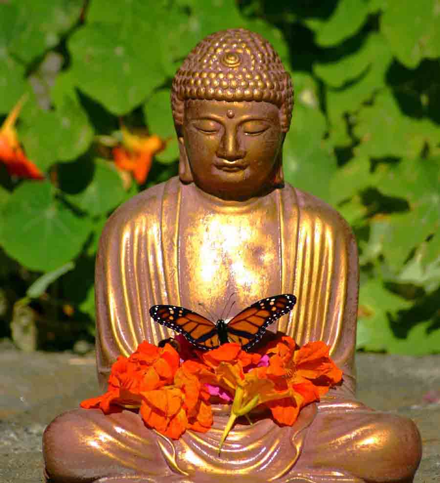 Buddhist Butterfly