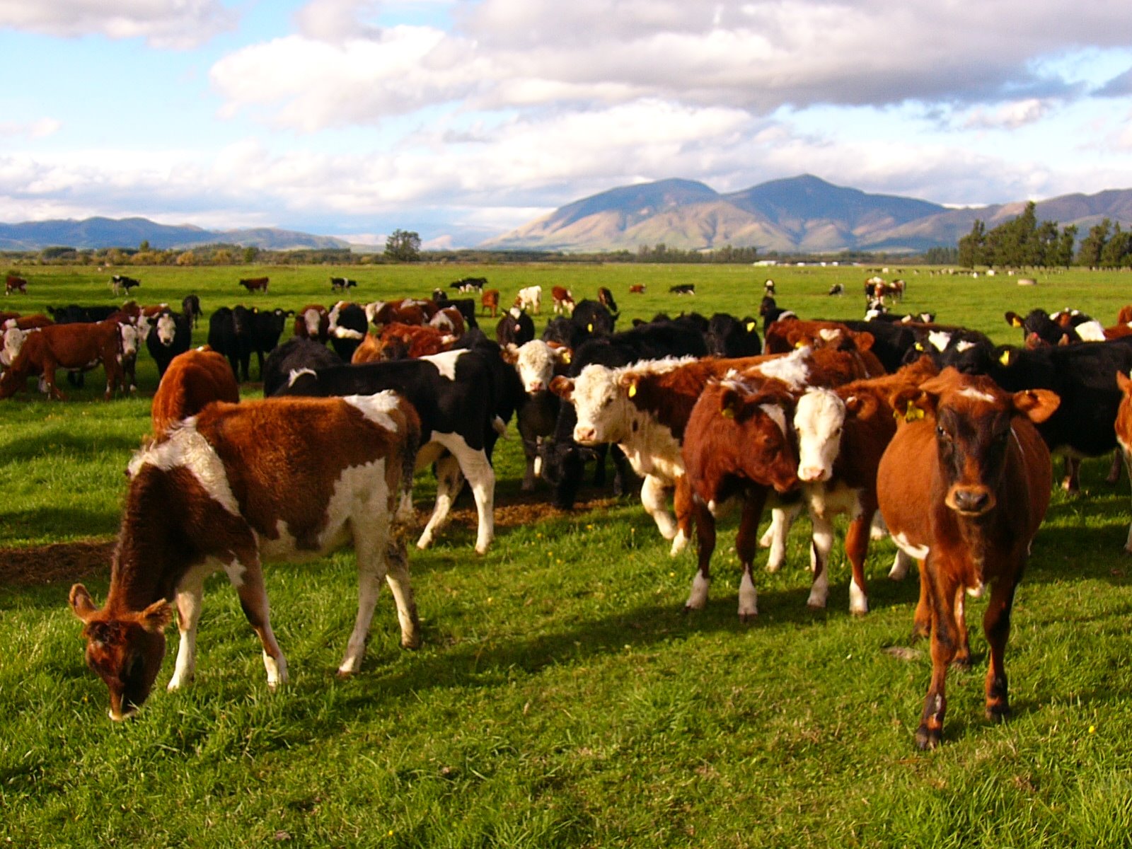 [cows.JPG]