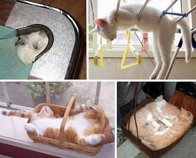 digaleri.com: 99 Foto Kucing Cantik, Imut dan Lucu! foto kucing imut, lucu, cantik