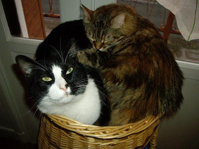 digaleri.com: 99 Foto Kucing Cantik, Imut dan Lucu! foto kucing imut, lucu, cantik