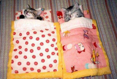 digaleri.com: 99 Foto Kucing Cantik, Imut dan Lucu! foto kucing imut, lucu, cantik