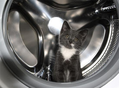 digaleri.com: 99 Foto Kucing Cantik, Imut dan Lucu! foto kucing imut, lucu, cantik