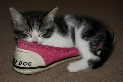 digaleri.com: 99 Foto Kucing Cantik, Imut dan Lucu! foto kucing imut, lucu, cantik