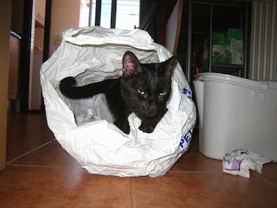 digaleri.com: 99 Foto Kucing Cantik, Imut dan Lucu! foto kucing imut, lucu, cantik