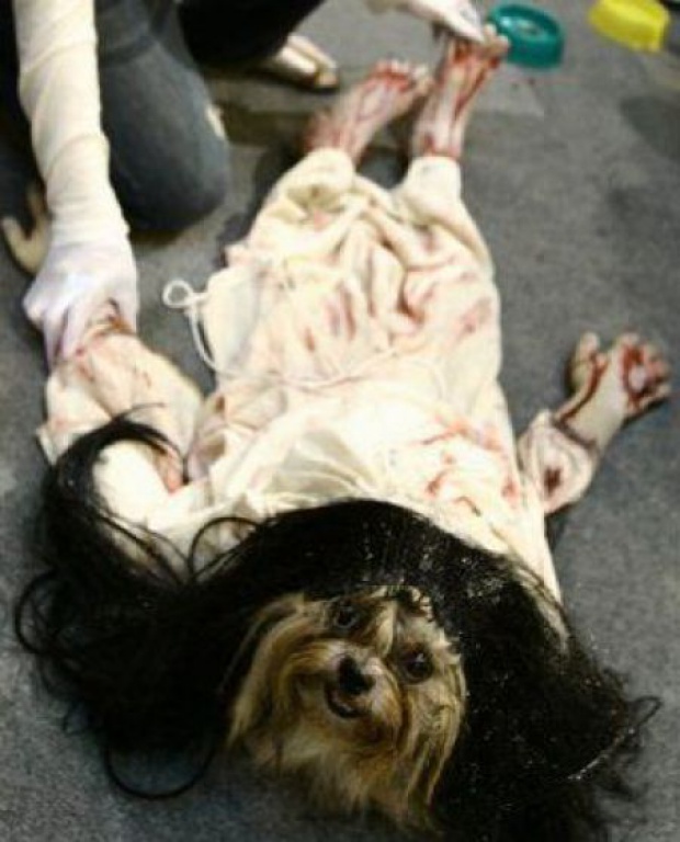Pictures+of+dressed+up+dogs