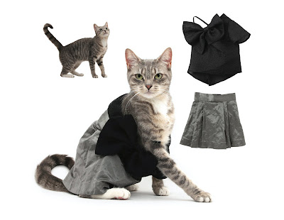 fashionable-cats-10.