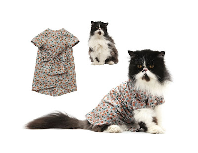 fashionable-cats-07.