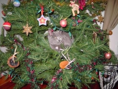 Funny cat and christmas tree gallery
