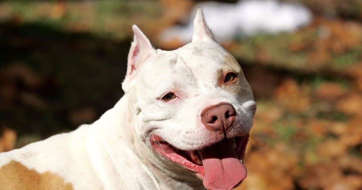 karanliklar sehri pitbull