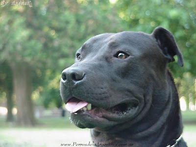 karanliklar sehri pitbull