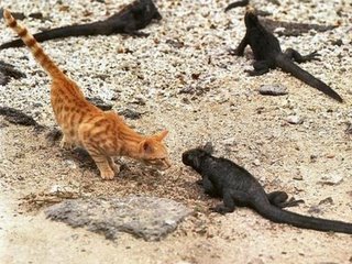 [aksi_kucing13-726961.jpg]