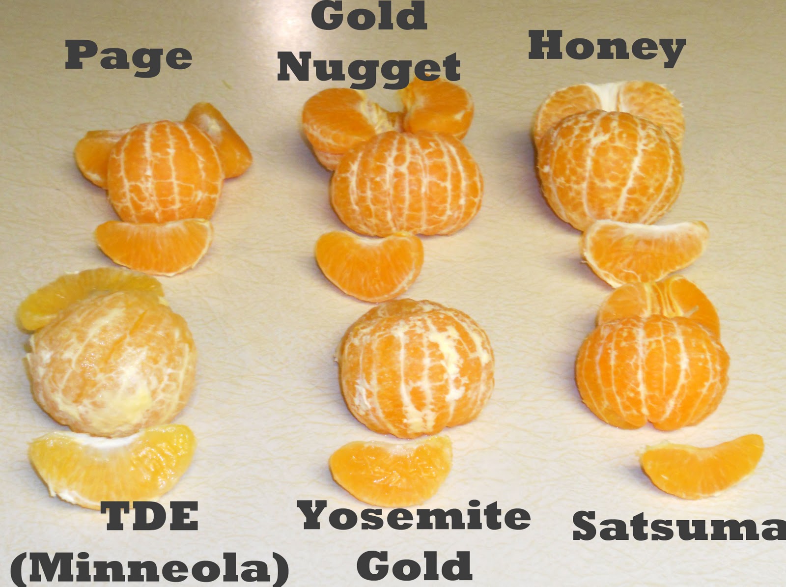 Chicos and Beans A Desert Vegan Survival Guide I Dream in Tangerine