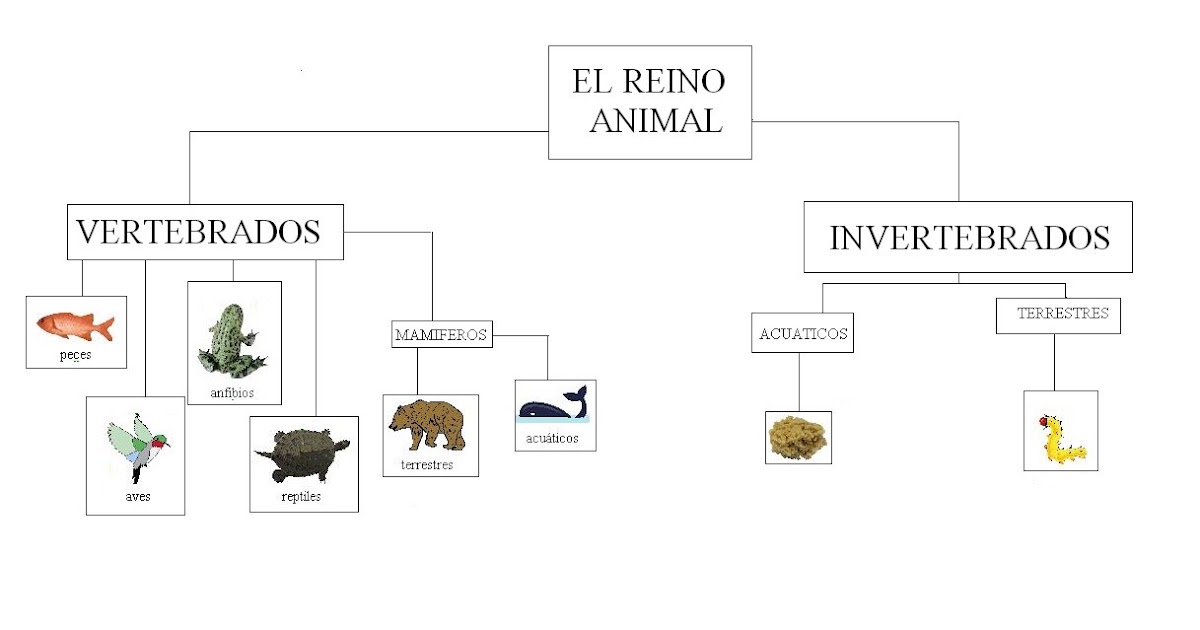 LOS ANIMALES: CLASIFICACION DE LOS ANIMALES