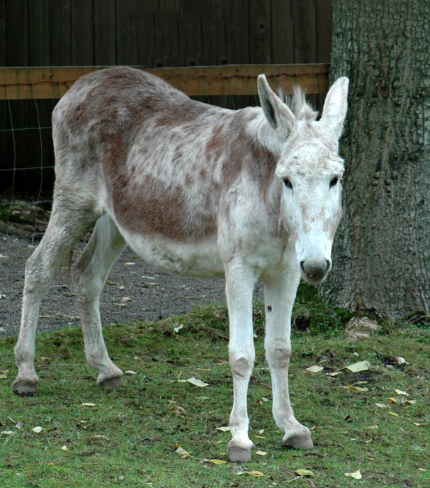 1sad+white+donkey.jpg