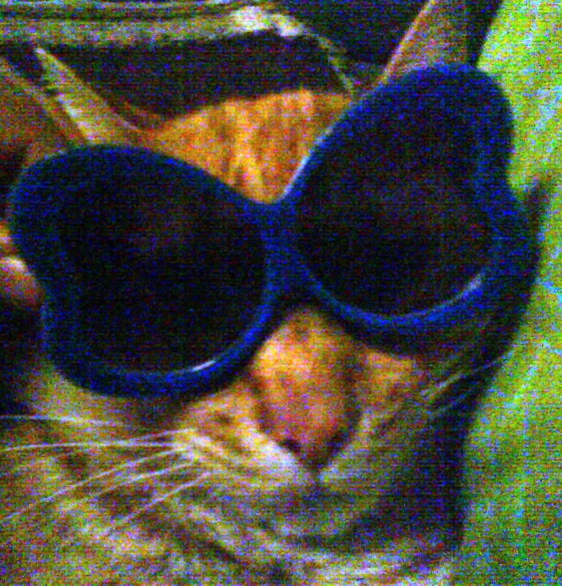[fashion+cat.JPG]