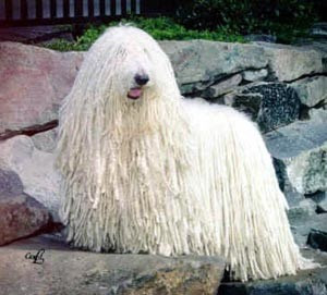 Komondor2.JPG