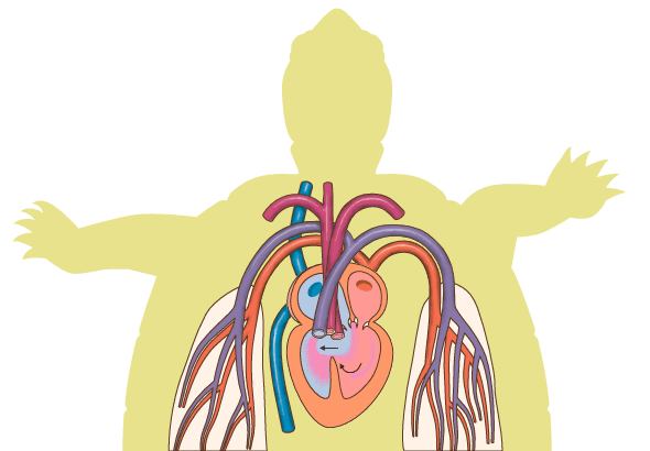 sistema circulatorio abierto