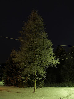 Tree at night