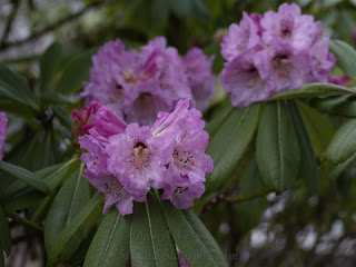 Pink Rhododendron