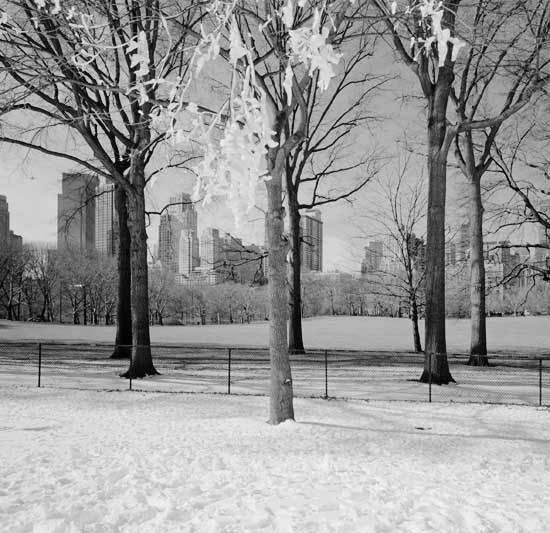 [new-york-central-park-trees-snow-429810.jpg]