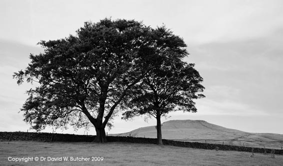 [shutlingsloe-trees-377504.jpg]