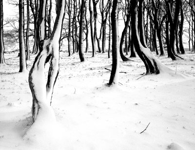 [trees-120489020_HIgWlV14.jpg]