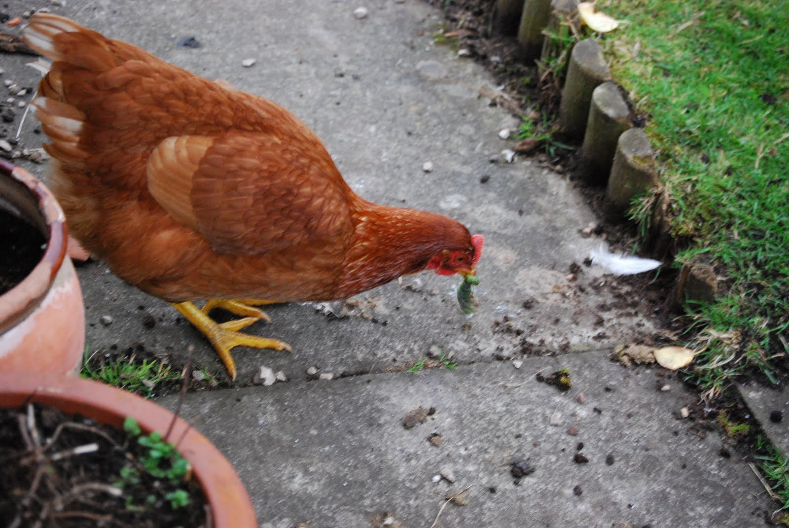 Chicken Run The hungry chicken caterpillar mixup!