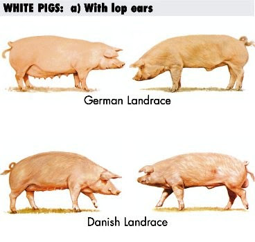 White Pigs y White lop ears: Raza Porcina o de Cerdo Landrace Cerdo y Cerda Danish y German Landrace para prolificidad