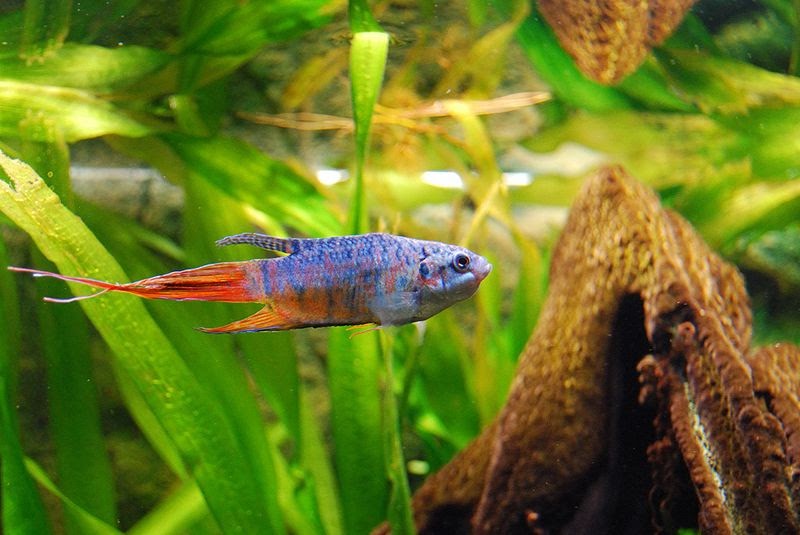 variety of luxurious and beautiful ornamental fish Paradise Gouramis