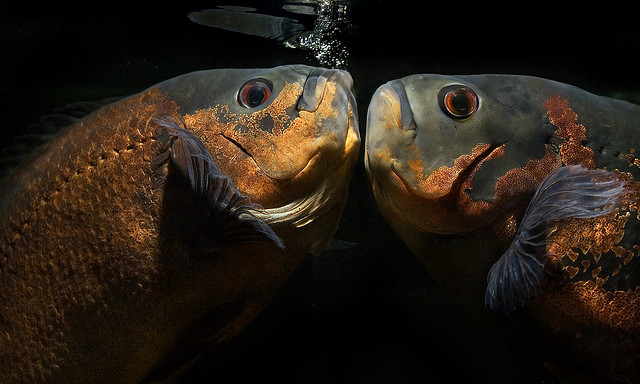 red-tiger-oscar-fish.jpg