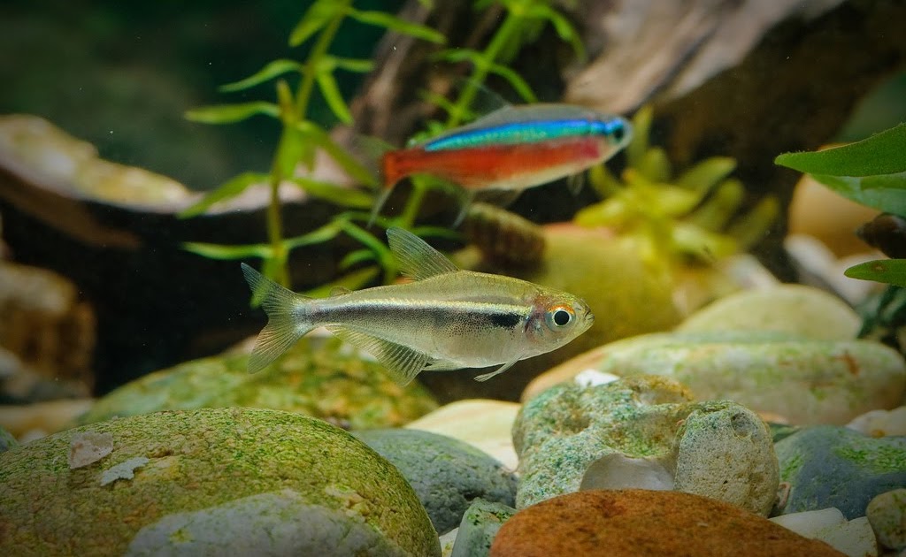Freshwater Tropical Fish | Tetras - Aquascape Aquarium