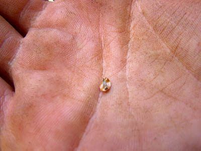 mustard seed size