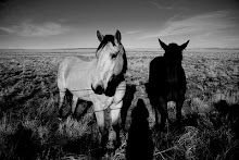 Horses in Arizona