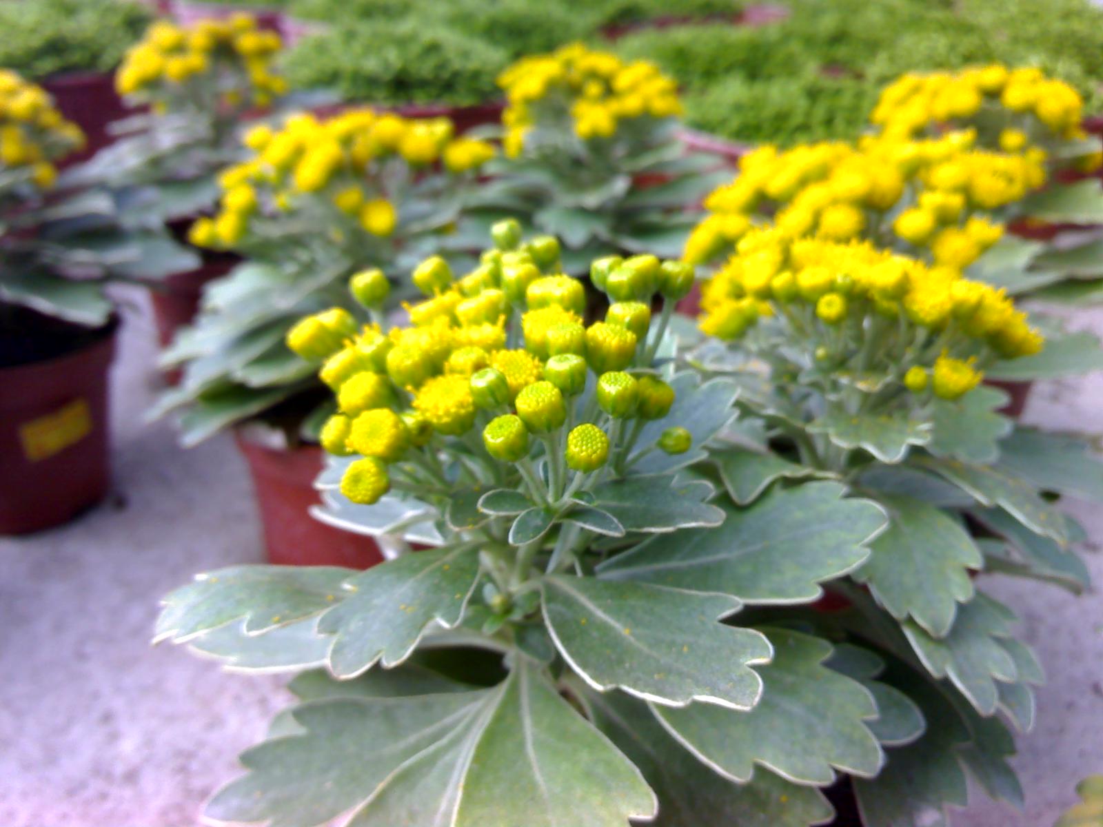 Flowers of Malaysia chrysanthemum