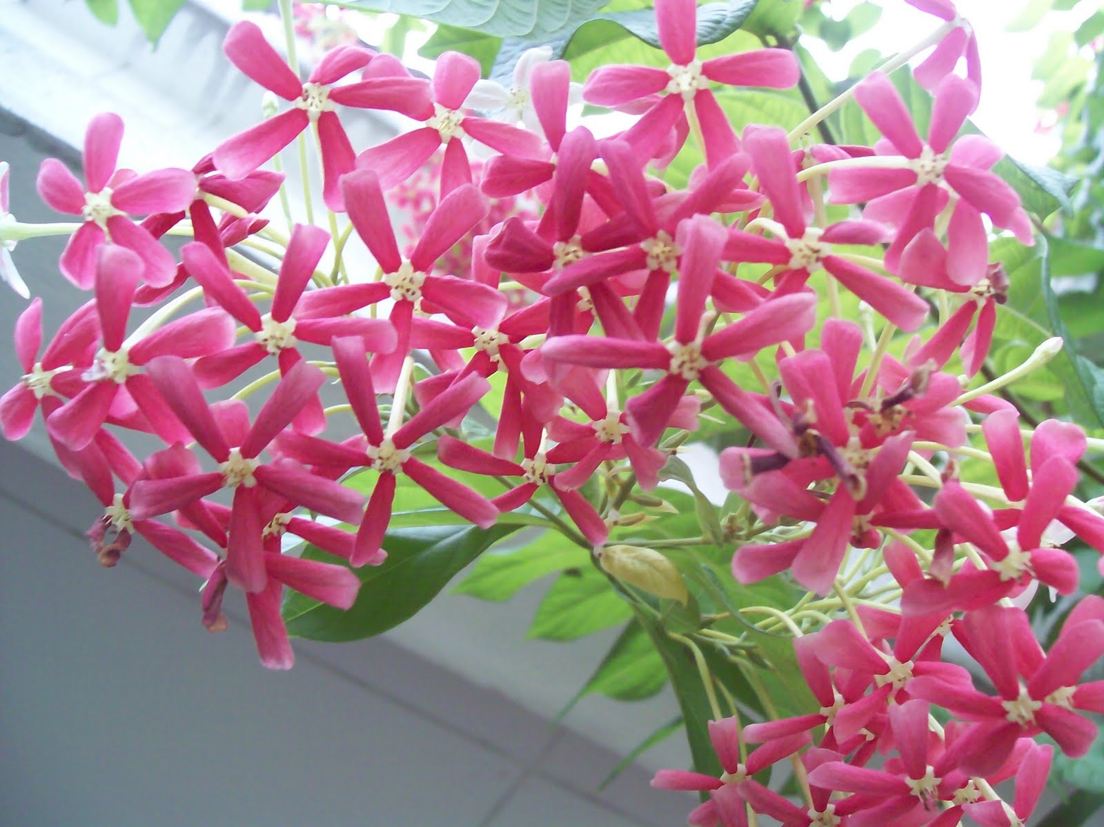 Chinese Honeysuckle