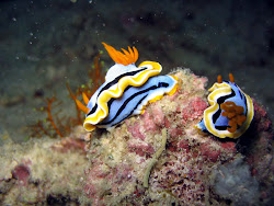 nudibranch