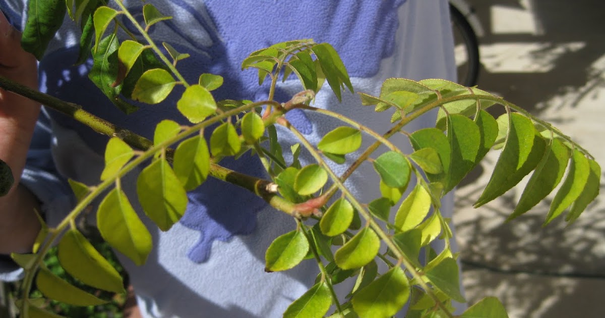 Dirt Diary Curry leaf