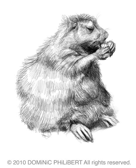 Groundhog Sketch