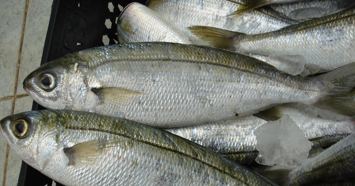 Balıkçının Günlüğü DATÇA: Lopalar(Kupes)