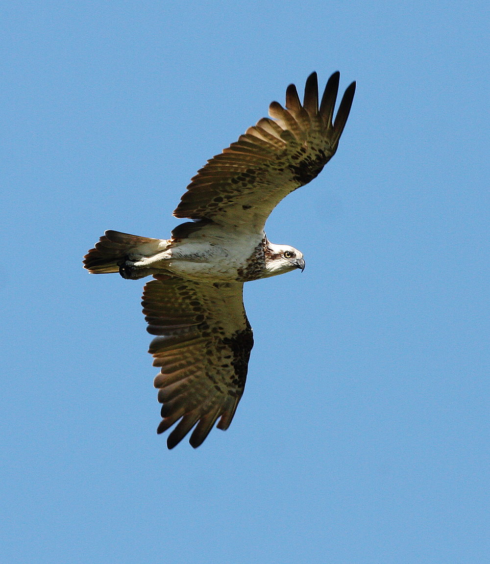 Osprey Bird Images