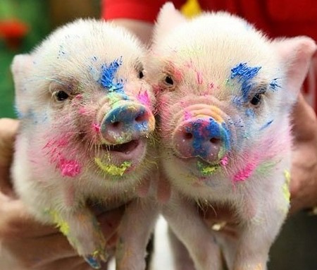 colored pigs