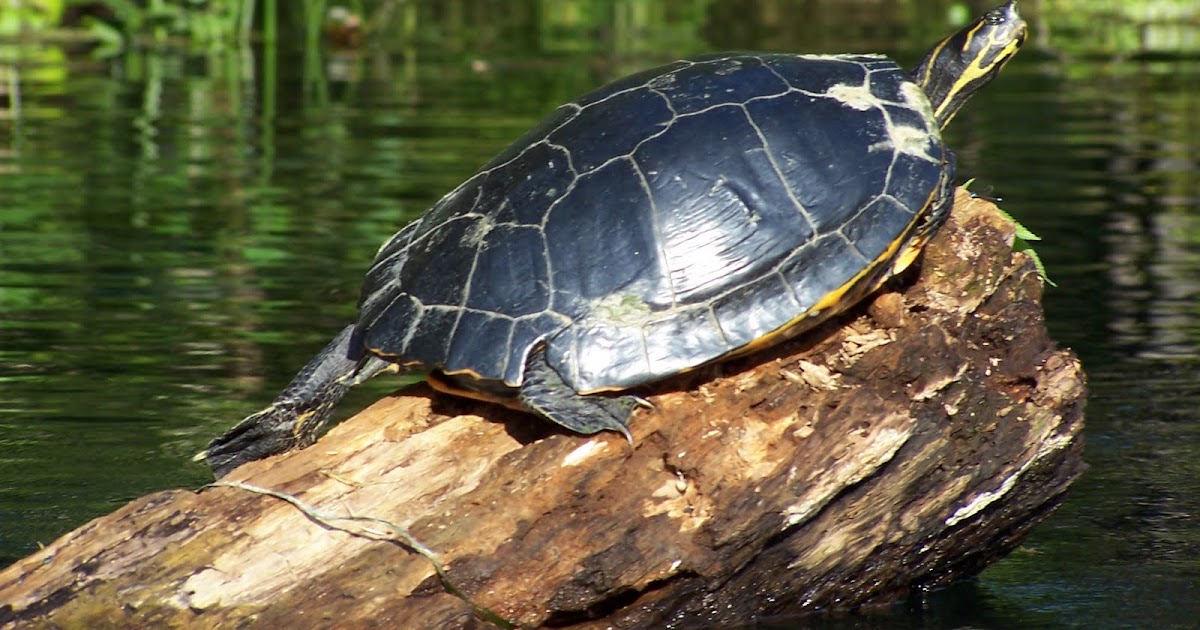 Simply Living: Turtles have good reason to be nervous