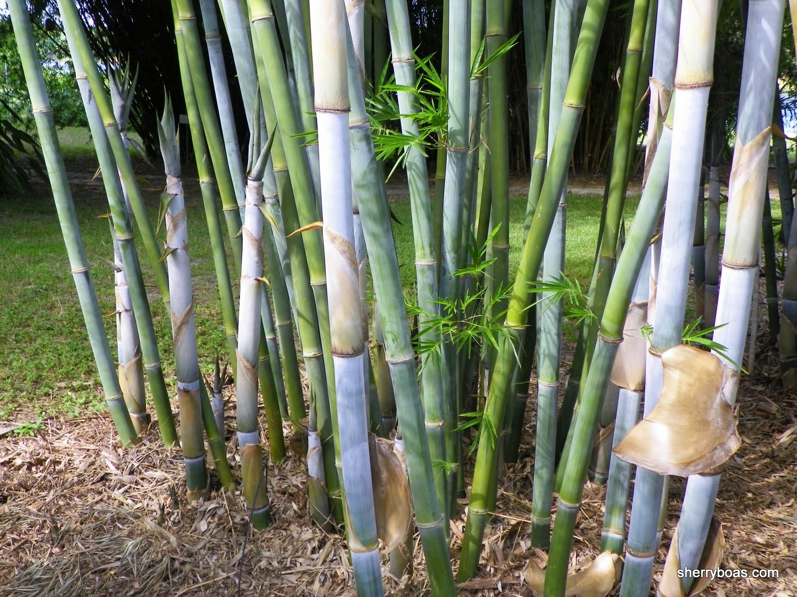 Blue Timber Bamboo A most beautiful clumper Bamboo from Florida for