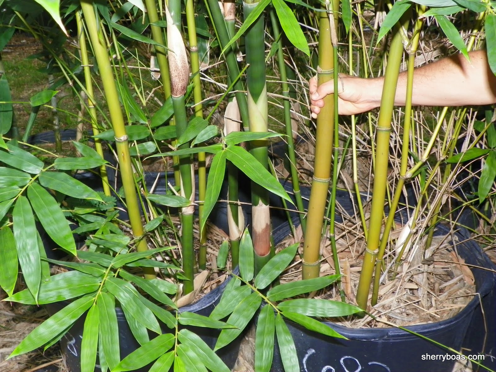 Beautiful Bamboo Bamboo in large containers