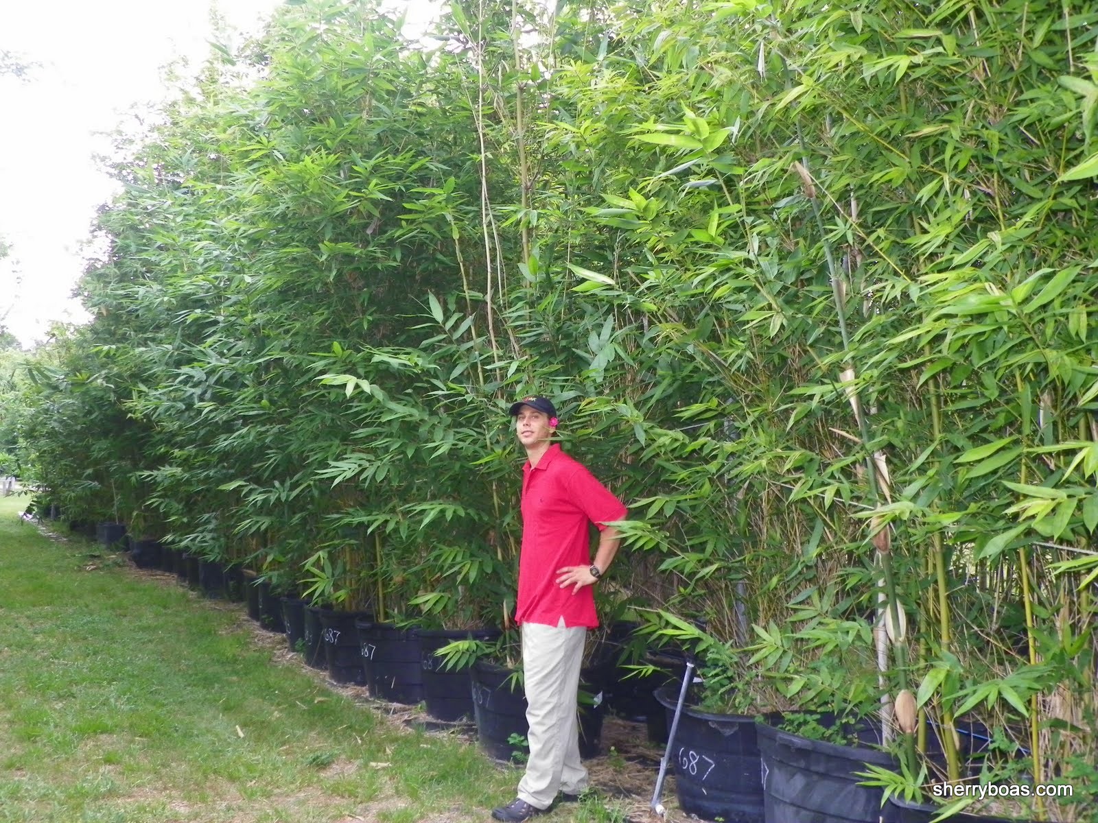Beautiful Bamboo Bamboo in large containers