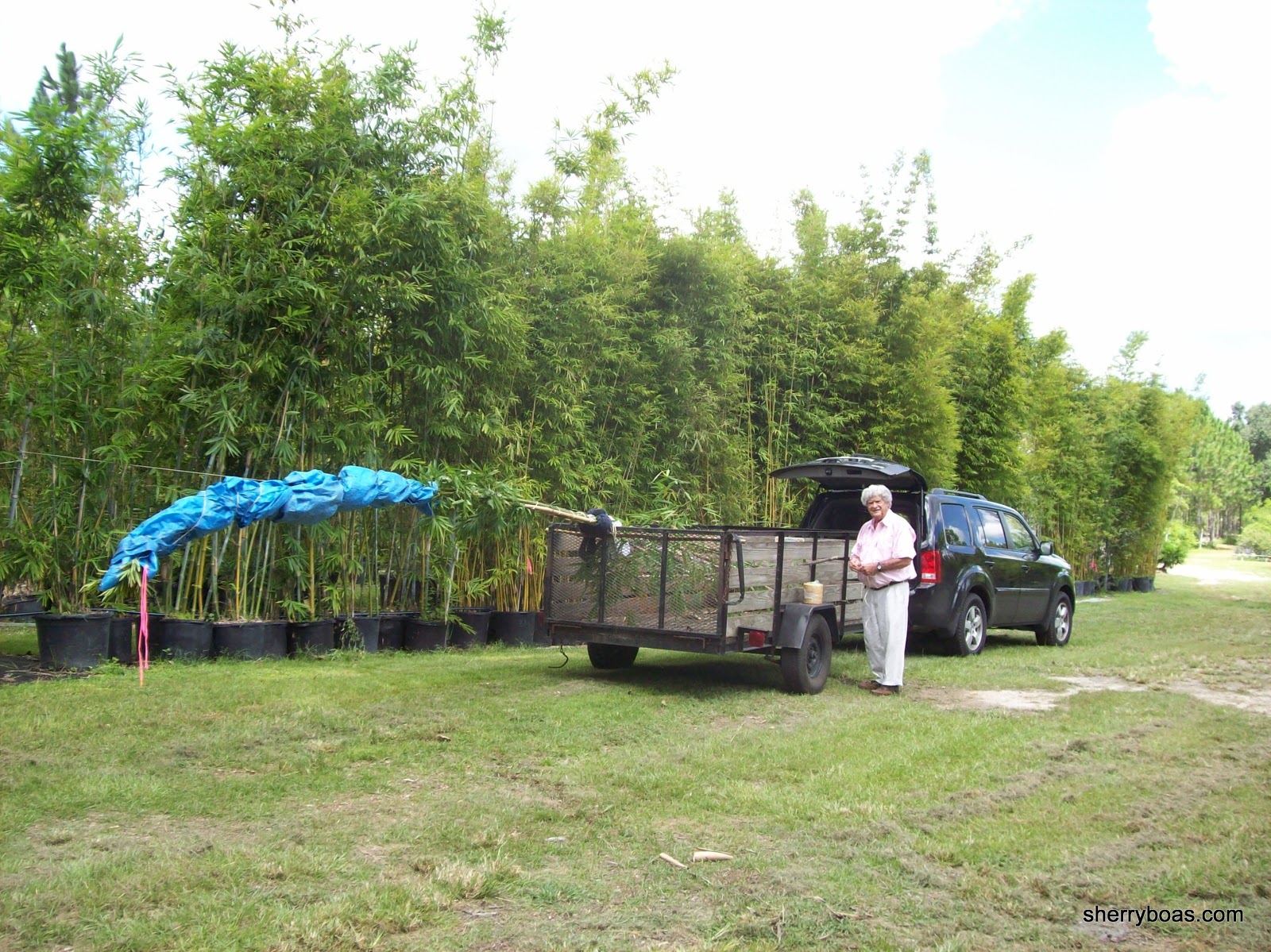 Beautiful Bamboo How do you transport tall bamboo plants?