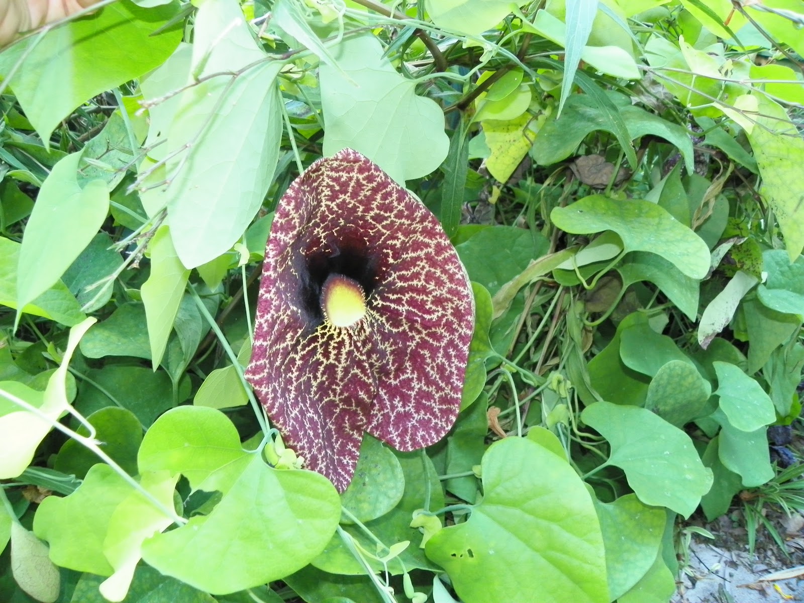 Simply Living Runaway pipevine is an incubator for